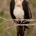 Great Frigatebird